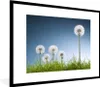 MuchoWow® Gerahmtes Poster Löwenzahn - Illustration - Gras Produktbild-Vorschau 1