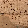 A close-up view of damaged wood with many small holes, indicating insect infestation or rot. Voir les images du produit