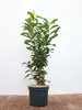 Prunus laurocerasus 'Genolia', Kirschlorbeer, immergrün, Produktbild-Vorschau 1