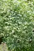 Philadelphus coronarius, Duftjasmin, weiß, 40–60 cm Produktbild-Vorschau 6