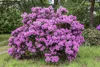 Rhododendron Hybr. 'Pfauenauge', Rhododendron, 50–60 cm, Produktbild-Vorschau 6
