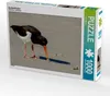 Calvendo Austernfischer 1000 Teile Puzzle quer 640x480mm, Produktbild-Vorschau 1