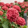 Green boutiQ - Hortensia - Hydrangea macrophylla Red - Voir les images du produit 3