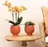 Kolibri Orchids – oranžová orchidej Phalaenopsis – výška 35 Náhled obrázku produktu 3
