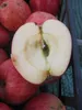 Apfelbaum Wintertaubenapfel - Malus domestica - 140-150cm Produktbild-Vorschau 2
