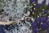 Close-up of decorative string lights intertwined with dried plants and purple flowers. Podgląd zdjęcia produktu