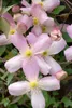 Clematis montana 'Rubens', Berg-Waldrebe, rosa Blüten, Produktbild-Vorschau 4