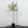 Rote Stachelbeere Hochstamm 100-120 cm - Ribes uva-crispa Produktbild-Vorschau 2