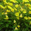 6 x Nachtkerze  - Oenothera fruticosa 'Sonnenwende'  | Topf Produktbild-Vorschau 1