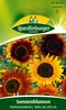 Sonnenblume, Herbstschönheit Produktbild-Vorschau 1