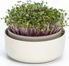 Microgreens growing in a two-tiered planter. Produktbild-Vorschau