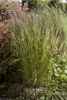 Diamantgras, im Topf - Calamagrostis brachytricha Produktbild-Vorschau 2
