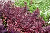 Berberis thunbergii 'Red Chief', Blutberberitze, rotlaubig, Produktbild-Vorschau 1