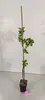 A potted plant with a stake, standing on a floor against a white wall. Produktbild-Vorschau