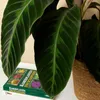 Bloomique - Calathea Warscewiczii - Roślina pawia - Rośliny Podgląd zdjęcia produktu 6