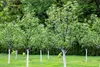 A row of young fruit trees with white painted trunks in a grassy garden. Náhled obrázku produktu