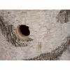 Siena Garden Nistkasten Birke 32mm M90828 Produktbild-Vorschau 2