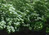 SAFLAX - Ázijské kvety - drieň obyčajný - Cornus kousa var. Náhľad obrázku produktu 8