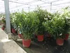 Oleander  110 - 130 cm Busch Nerium Krone Ø90 cm Produktbild-Vorschau 6