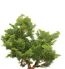 Chamaecyparis obtusa Nana Gracilis Cipresso delle cozze Anteprima dell’immagine prodotto 2