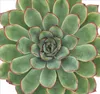 A close-up, top-down view of a succulent plant. Anteprima dell’immagine prodotto