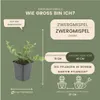Plants by Frank | 48 Zwergmispel Pflanzen | Cotoneaster Produktbild-Vorschau 7