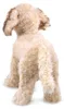 Folkmanis Labradoodle, Handpuppe, Tier, 1 Stück(e) Produktbild-Vorschau 4