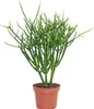 Euphorbia tirucalli - kaktus ceruzka - ve?ká rastlina v Náhľad obrázku produktu 1