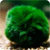 Eco Plant Marimo Ball Moss - gałęzatka 4 - 5cm Eco Plant Podgląd zdjęcia produktu 3