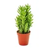 Austrocylindropuntia subulata - Figuier de Barbarie facile Voir les images du produit 1