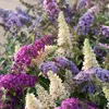 Bloomique - 3er-Mix - Buddleja Davidii - Produktbild-Vorschau 2