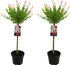 Bloomique - 2er-Set - Salix Integra Flamingo - bunte Weide Produktbild-Vorschau 1
