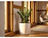 Glücksfeder FloraSelf Zamioculcas zamiifolia H 80-100 cm Ø Produktbild-Vorschau 3
