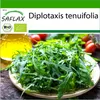 SAFLAX - BIO - divoká raketa - Diplotaxis tenuifolia - 1500 Náhľad obrázku produktu 10