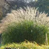 Bloomique - Lot de 3 - Miscanthus Sinensis - Roseau fleuri Voir les images du produit 1