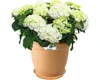 elho green basics Untersetzer 53cm - mild tonrot Produktbild-Vorschau 7