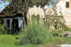 A large clump of white pampas grass stands in front of a rustic, dilapidated building. Produktbild-Vorschau