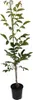 A potted plant with green leaves and a brown stem against a white background. Produktbild-Vorschau