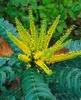 Mahonia media 'Winter Sun', Mahonie, gelbe Blüten, 60–80 cm Produktbild-Vorschau 2