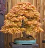 Fächerahorn ´KATSURA´ 90-110 cm, Cont. 3 l Produktbild-Vorschau 5
