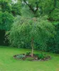Betula pendula 'Youngii', Hängebirke, 40–60 cm Produktbild-Vorschau 5