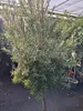Callistemon Captain Cook, een compacte struik van 180-200 Productafbeelding-voorbeeld 2
