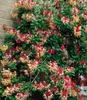 BALDUR Garten 1x Duft Geißblatt 'Henry', Lonicera Produktbild-Vorschau 1