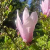 Magnolia George Henry Kern 2L Podgląd zdjęcia produktu 6