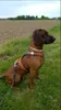 Niggeloh harnais de chien Follow 3 L orange/olive Voir les images du produit 7