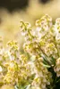 Pieris japonica 'Debutante', Japanische Lavendelheide, Produktbild-Vorschau 10