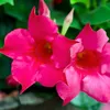 Bloomique - Mandevilla Sundaville - Jaśmin chilijski - Podgląd zdjęcia produktu 4