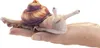A plush toy snail is resting on a person's open palm. Produktbild-Vorschau