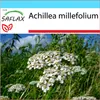 SAFLAX Dárková sada - řebříček - Achillea millefolium - 200 Náhled obrázku produktu 5