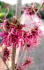 Zaubernuss Hamamelis Intermedia Feuerzauber 30 - 40 cm Produktbild-Vorschau 1